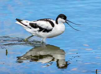 Avocet squawking