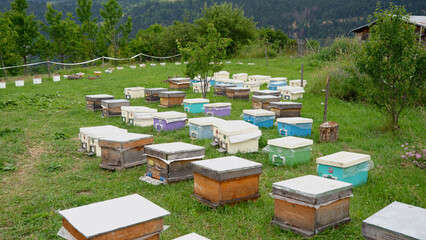 bee hives in a field of grass