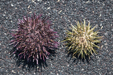 Colourful Japanese sea urchin shells on dark background