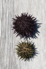 Two sea urchin shells on wood
