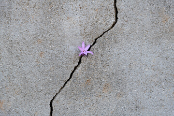 Young flower growing through cracked wall