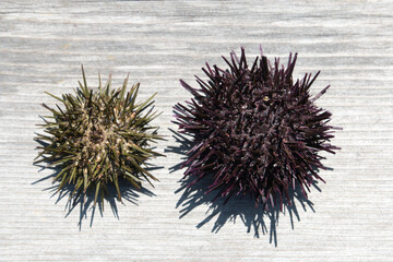 Two different type sea urchin shells on white wood