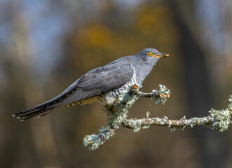 Cuckoo with a grub
