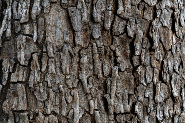 Background of tree bark texture