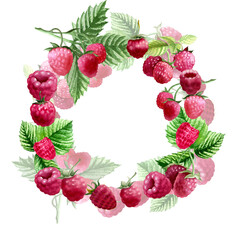 Botanical watercolor illustration of red raspberry.