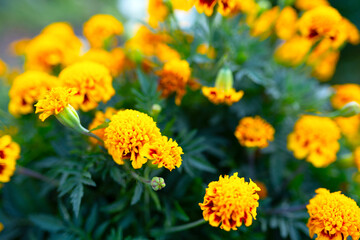 orange marigolds. profuse flowering of marigolds