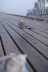 Baby seagull IX