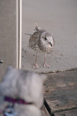 Baby seagull VI