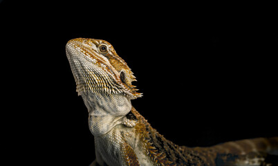 young bearded dragon posing with black background
