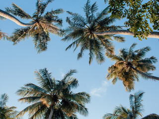 Fototapeta na wymiar Tall palm trees growing on an exotic tropical island on background of bright blue sky. Copy space. Travel, vacation relax content