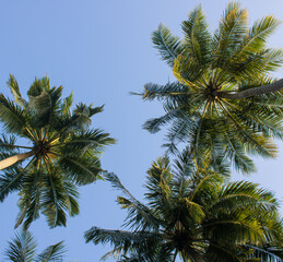 Fototapeta na wymiar Tall palm trees growing on an exotic tropical island on background of bright blue sky. Copy space. Travel, vacation relax content