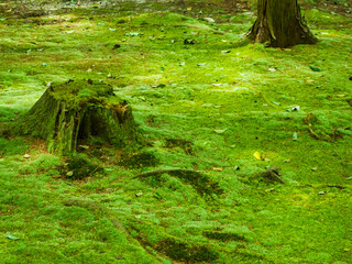 Beautiful forest green moss garden at the Toshodai-ji Temple in Nara, Japan