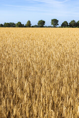 Golden wheat field with a row old trees in the bakcground in Northern Germany