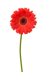 Red gerbera with stem