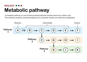 Scientific diagram illustrate the explanation and concept of metabolic pathway in cellular metabolism of living organism