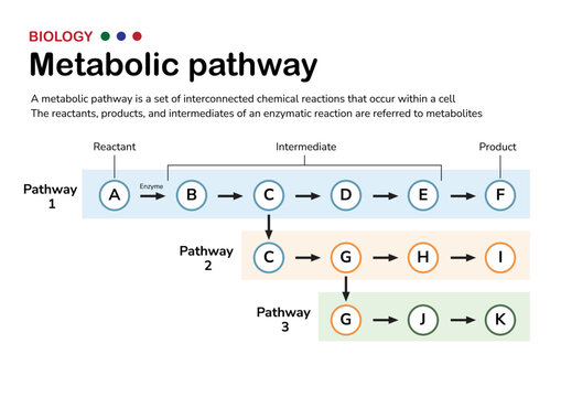 Scientific Diagram Illustrate The Explanation And Concept Of Metabolic Pathway In Cellular Metabolism Of Living Organism