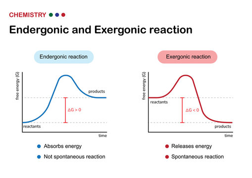 Scientific diagram show difference between chemical reaction of endergonic and exergonic in term of absorb or release energy from reactant to product via enzyme catalyst 