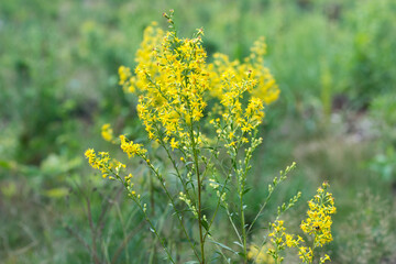 Obraz premium Solidago virgaurea, European goldenrod yellow flowers closeup selective focus
