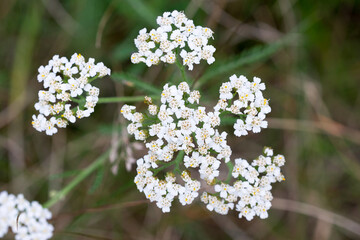 Achillea millefolium, common yarrow flowers closeup selective focus