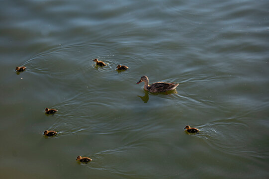 Duck with ducklings swimming in river