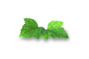 Currant leaf isolated on white background. File contains clipping path. elements for design. High quality photo
