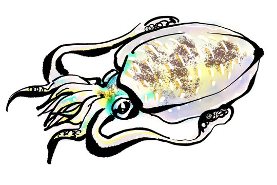 アオリイカ Images Browse 323 Stock Photos Vectors And Video Adobe Stock