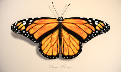 Orange butterfly. Realistic illustration of the monarch butterfly, Danaus Plexippus, with black, yellow, and orange wings and bright white spots