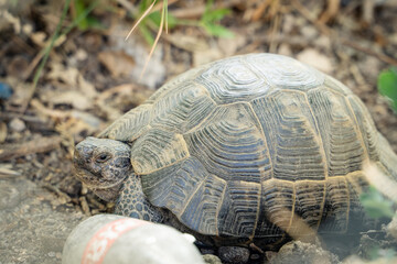 Turtle walking on the grass, close-up.
