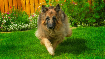 Obraz na płótnie Canvas German Shepherd Dog