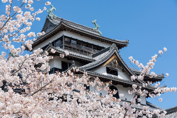 松江城天守閣と桜のイメージ