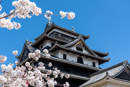 松江城と桜のイメージ