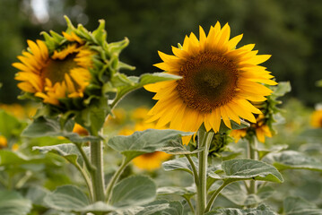 field of sunflowers near forest summer rural oil seeds