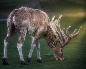Deer with Horns