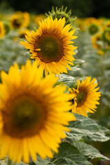 three yellow sunflowers in the field summer holidays rural 