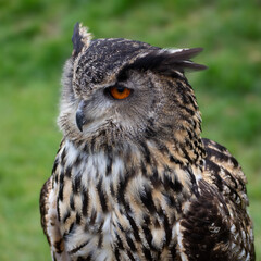 Eagle Owl