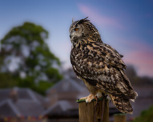 Eagle Owl