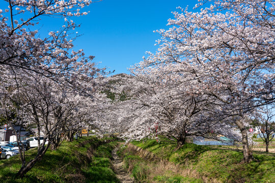 春に桜が咲く出雲市、新川桜土手のイメージ