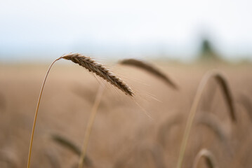 ears of wheat rye field isolated closeup