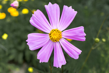 Obraz premium cosmos flowers..