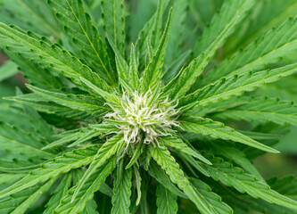 cannabis plant..
