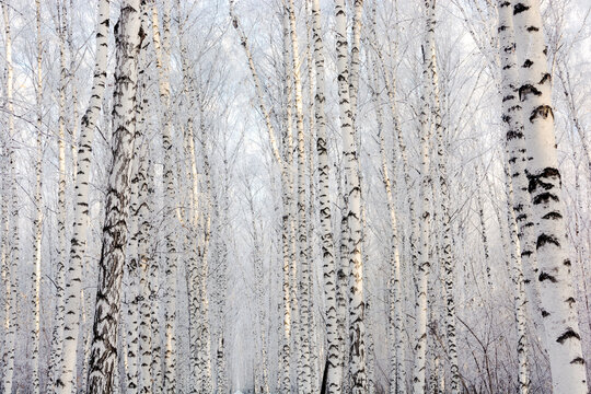 Winter landscape. Birch frosty forest in the bright sun. Fresh clean snow on the trees.