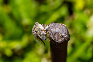 Common cicada sits on rusty metal rebar against blurred background of surrounding forest. Selective focus. Close-up. Rigid wings are folded along body. Eyes close-up. Insect in wild. - obrazy, fototapety, plakaty
