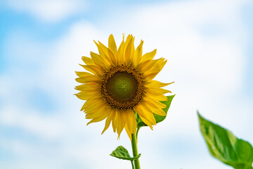 品川花海道のヒマワリ