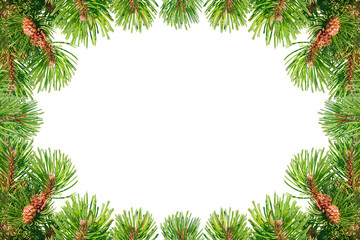 Frame of green Christmas tree branches isolated on white background.