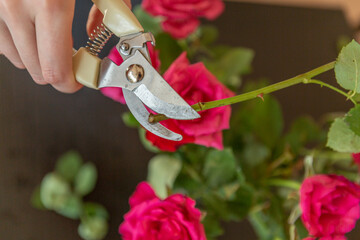 Womans hands cutting home a rose