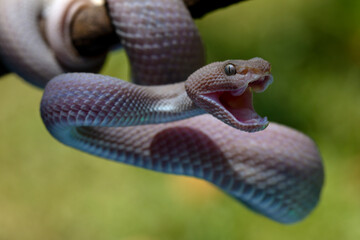 Mangrove pit viper (Trimeresurus purpureomaculatus)