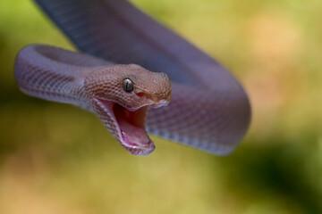 Mangrove pit viper (Trimeresurus purpureomaculatus)