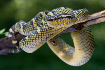 Tropidolaemus wagleri snake closeup on branch