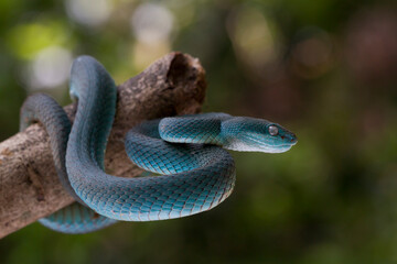 Blue viper snake on branch, viper snake, blue insularis, Trimeresurus Insularis