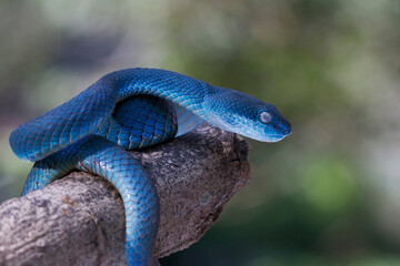 Blue viper snake on branch, viper snake, blue insularis, Trimeresurus Insularis